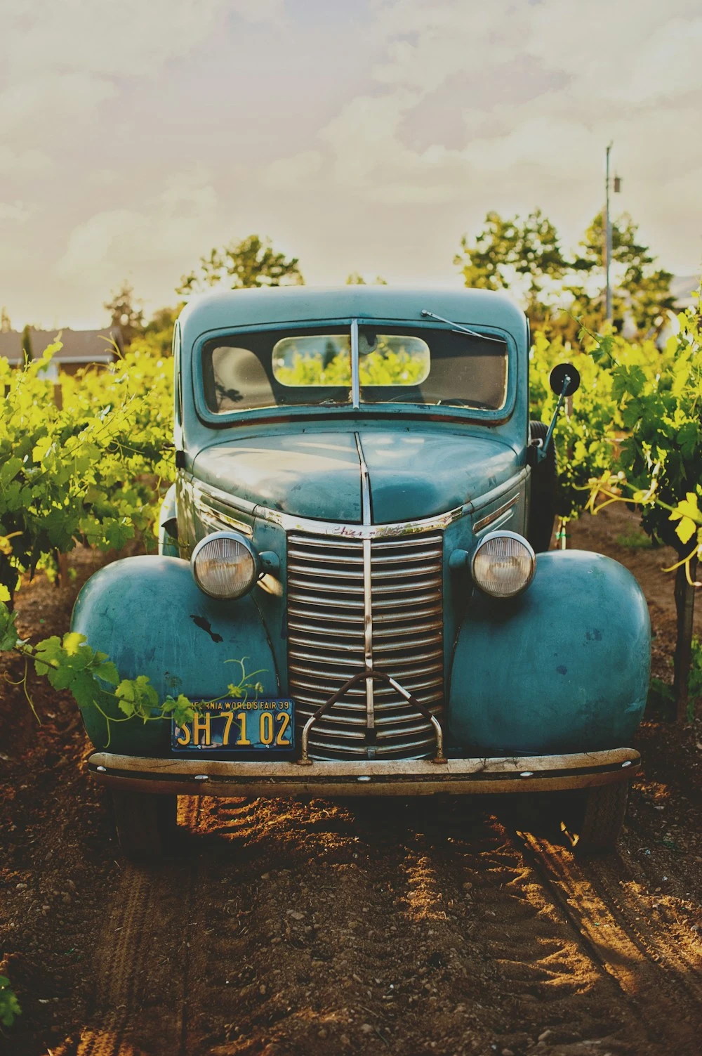 Vintage blue car parked between vineyard rows