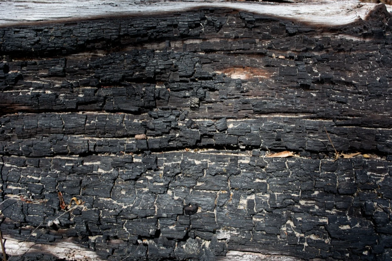 Close-up of charred, cracked wood surface