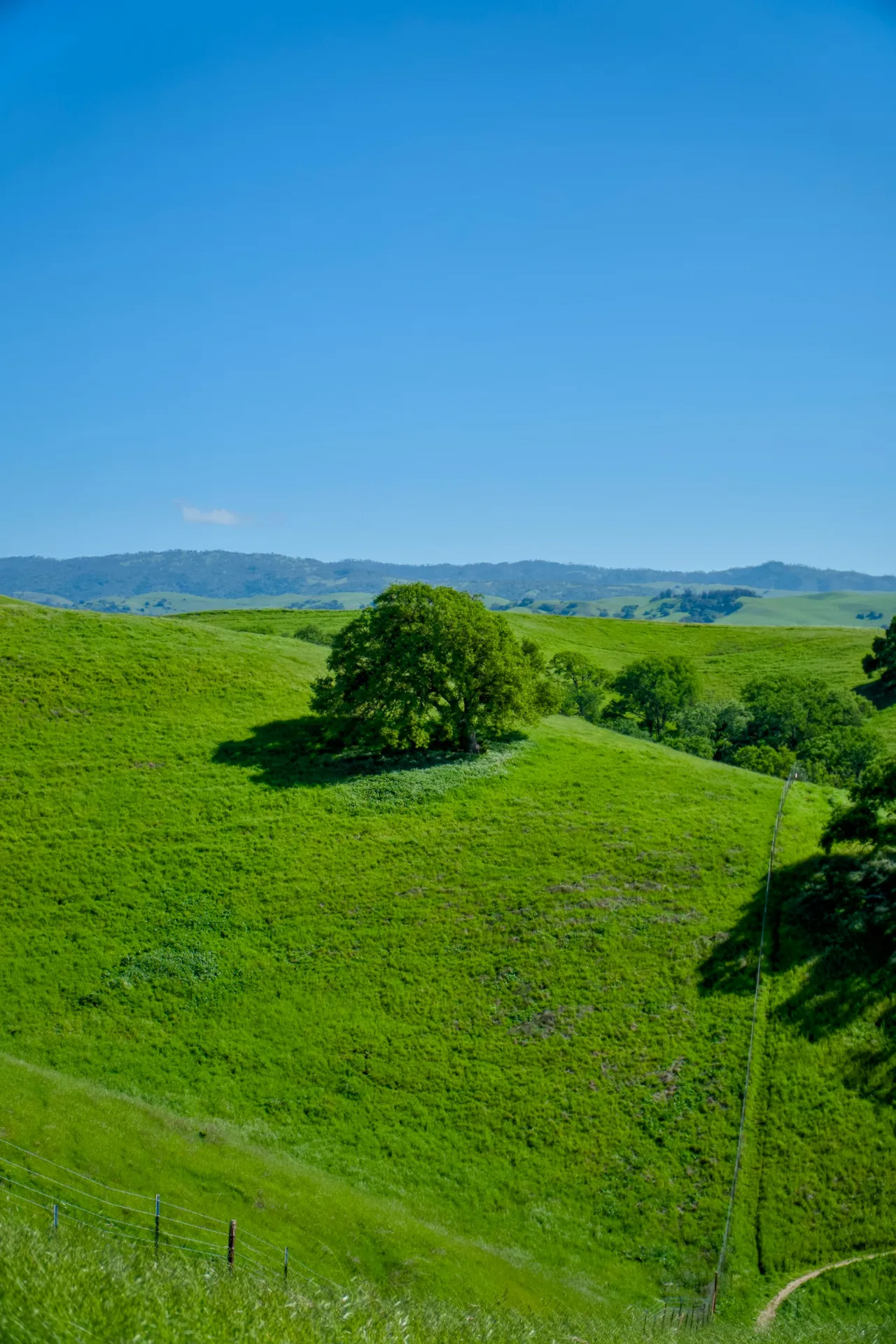 Solitary tree on green rolling hills