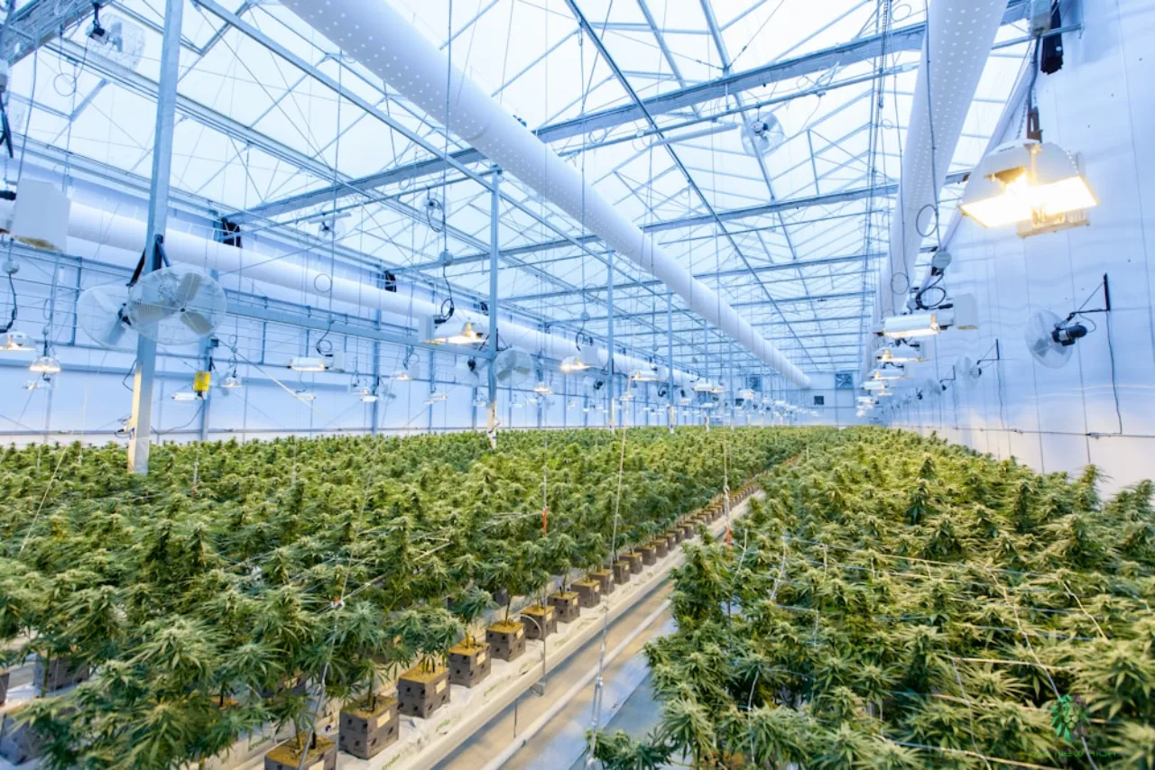 Commercial indoor cannabis greenhouse with rows